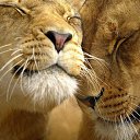 ���� ����, ����������� - ��������� 28 ������� 2012 � ������ ����ۻ