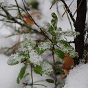 �������� �� ������� ������� ����