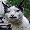 ���� �������, �����, 39 ��� - ��������� 2 ������ 2009 � ������ ��������� �����