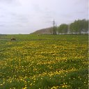  ˸, , 54  -  9  2011   PetLove