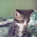 ���� ������, �����������, 36 ��� - ��������� 4 ������ 2010 � ������ ��������� ��� � ���� ������