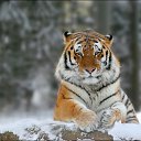 ���� ������, ������ ��������, 51 ��� - ��������� 24 ������� 2011 � ������ ���� ����������