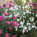 ���� V�������, ��������� - ��������� 6 ������� 2012 � ������ ���������.�