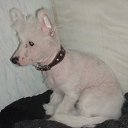 ���� ������-������� ��� ���� �����, ��������, 85 ��� - ��������� 14 ������ 2010 � ������ ������ �������