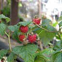 ���� ��������, ����, 53 ���� - ��������� 15 ������� 2009 � ������ ������������