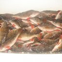 ���� �����, ������������, 50 ��� - ��������� 2 ������ 2011 � ������ ���� ����������