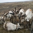 ���� ���������, �����-���������, 55 ��� - ��������� 18 ���� 2012 � ������ ��� ������