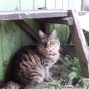 ���� �����, ���������, 33 ���� - ��������� 7 ������ 2010 � ������ ��������� ��������