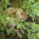 ���� ���, ������ - ��������� 18 ������� 2011 � ������ �������