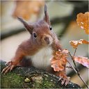  Udo, , 35  -  24  2012    