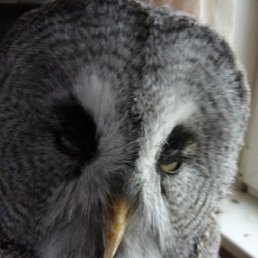 ���� Olga38, ������, 53 ���� - ��������� 5 ������� 2010