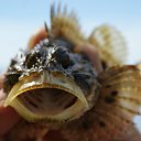 ����� �������, �������� �� ������� �������� �� ����