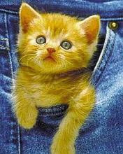 ���� ~Butterfly~, ������-��-����, 30 ��� - ��������� 4 ������ 2010