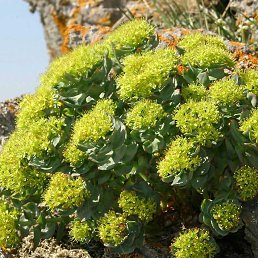 ���� ����, �������, 61 ��� - ��������� 17 ���� 2013