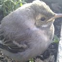  , , 25  -  19  2012   PetLove