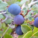 �������� �� ������� ���� ����������