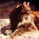 ���� ����� - ���������� ��������!!!, �����������, 56 ��� - ��������� 14 ������� 2009 � ������ ���������� �������Ż