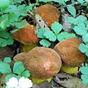 ���� ������, �����������, 65 ��� - ��������� 26 �������� 2011 � ������ �������� � �!�