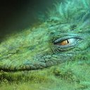 ���� ������, �����, 47 ��� - ��������� 27 �������� 2011 � ������ �PetLove�