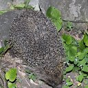 ������ �����. �� ������� ���� ������