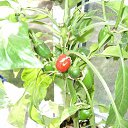 ���� �����, ������, 53 ���� - ��������� 17 ������� 2009 � ������ �������