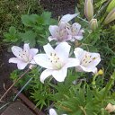 ���� Rina, �������, 39 ��� - ��������� 26 ������ 2010 � ������ ��������