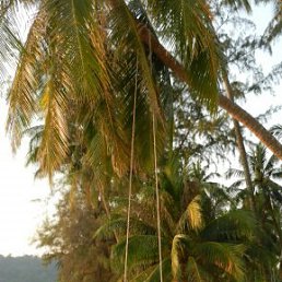 ����� �������, �������, 51 ���