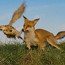 ���� Niko, �������, 69 ��� - ��������� 14 ��� 2012