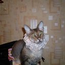 ���� �������, ���������, 51 ��� - ��������� 22 ���� 2013 � ������ ���� ����������