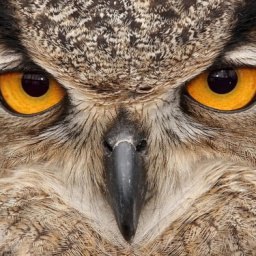 �������, ������, 60 ���