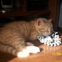 ���� ����, ����������� - ��������� 13 ������ 2010 � ������ ��������