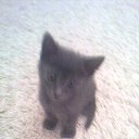 ���� ������, ���, 24 ���� - ��������� 15 ��� 2011 � ������ �PetLove�