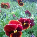 Pansies!    ....