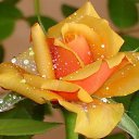 � �������� �������� � �������� vk.com/fotomimi �� ������� �� ��������� ����������