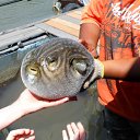 ���� �������, ����, 38 ��� - ��������� 31 ����� 2012 � ������ �������