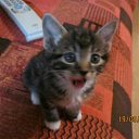 ���� ����, ������, 36 ��� - ��������� 2 ������� 2011 � ������ ���������