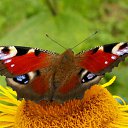 ���� ���������, ������, 61 ��� - ��������� 1 ��� 2011 � ������ ��������...�