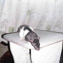 ������� �� ������� ���� ��������