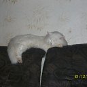 ���� ������, �����, 43 ���� - ��������� 7 �������� 2012 � ������ ���� ���������� ������