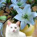 ���� ����, ������������ - ��������� 18 �������� 2011 � ������ ���� ����������