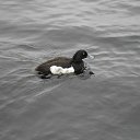  , , 62  -  29  2011    -