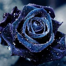 ���� Alisa, ���� - ��������� 21 ��� 2013