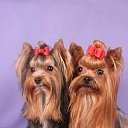 ���� &bull;&deg;&bull;&bull;���&bull;&deg;&bull;&bull;, �������, 24 ���� - ��������� 29 ���� 2012 � ������ ��������