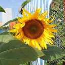 ���� �������, ��������, 47 ��� - ��������� 2 ���� 2013 � ������ �������