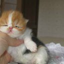 ���� Angelo, �����, 25 ��� - ��������� 8 ��� 2012 � ������ ���� ����������