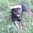 ���� ������, ��������, 33 ���� - ��������� 12 ������ 2011 � ������ �������