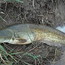 ���� �����, �������, 56 ��� - ��������� 19 ������� 2011 � ������ ����������