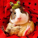  , , 35  -  26  2013    ))