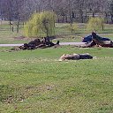 ���� ��op�, ����, 44 ���� - ��������� 25 ��� 2013 � ������ �Woburn Safari Park(Uk)�