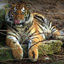 ���� ������, ������ ��������, 55 ��� - ��������� 15 ��� 2013 � ������ �������